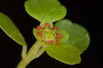 American golden saxifrage